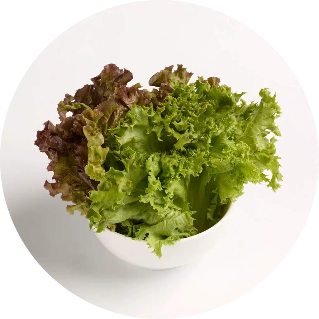 LETTUCE LEAVES